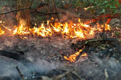 Brandweer kort in actie voor bosbrand in Zeist