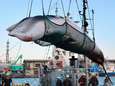 Japan stapt uit Internationale Walvisvaartcommissie en hervat commerciële walvisjacht
