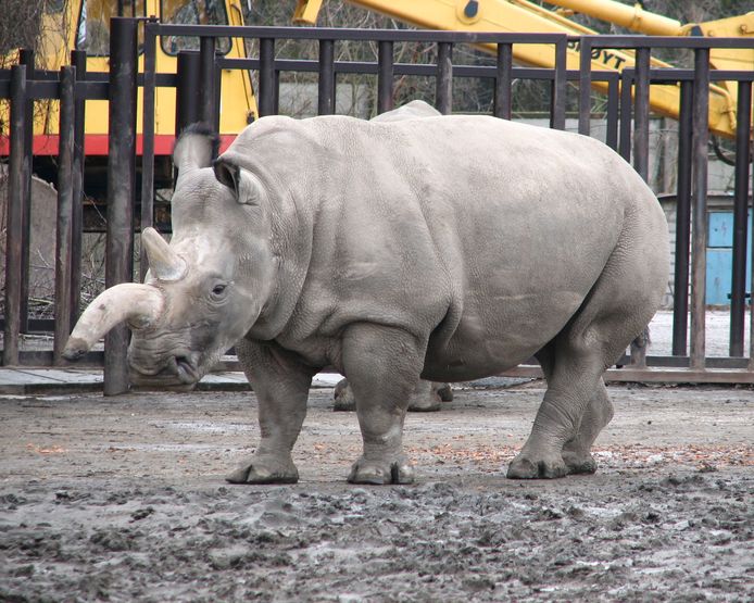 Sudan was het laatste mannetje van de noordelijke witte neushoorn. Maandag is hij overleden.