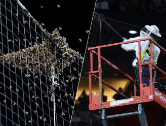 Bijzondere beelden uit MLB: imker groeit uit tot honkbalheld nadat zwerm bijen in stadion voor vertraging zorgt