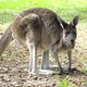 Meeste kangoeroes zijn linkshandig