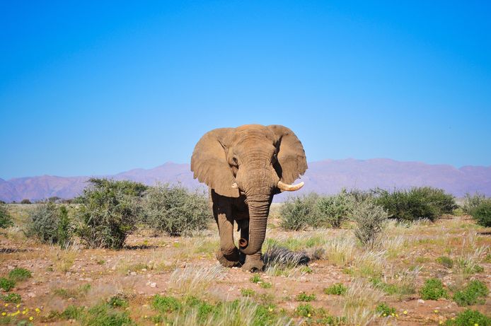 De olifant heeft de naam Voortrekker gekregen, omdat hij als een pionier in de jaren tachtig door de woestijnen van Namibië trok naar het gebied rond de meestal droogstaande Ugab-rivier.