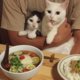 Stel maakt foto's van hun katten die altijd toekijken hoe zij eten