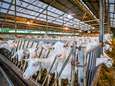 Onderzoek bevestigt: meer longontstekingen in de buurt van veehouderijen 