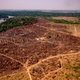 Ontbossing Amazonewoud met meer dan 50 procent toegenomen