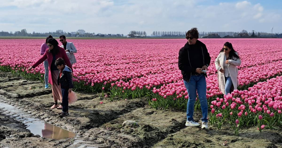 Ondanks waarschuwing vertrappen bezoekers toch veel tulpen: honderden kapotte bloemen