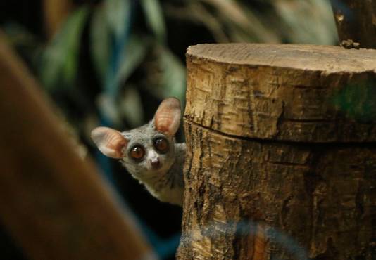 DierenPark Amersfoort