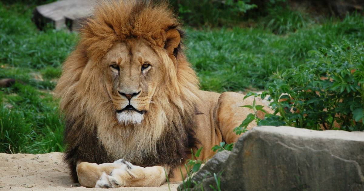 Лев убил свою хозяйку в частном зоопарке Словакии |  снаружи
