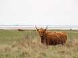 Wandelaars met neus op geboorte Schotse hooglander, maar nu is het kalf dood: ‘Laat dieren met rust!’