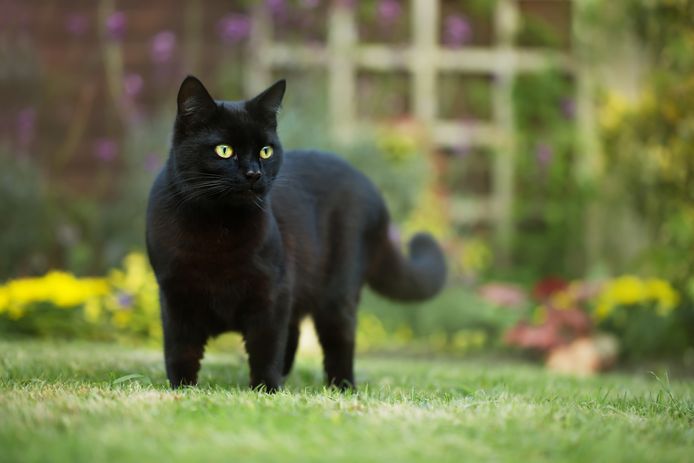 Home Sweet Home': Onderzoek Toont Aan Dat Katten Meestal Niet Verder Dan  Tientallen Meters Van Huis Zwerven | Instagram Vtm Nieuws | Hln.Be