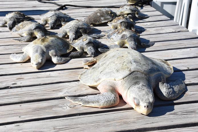 Een groep door de kou verdoofde zeeschildpadden nadat ze gered worden op het St. Joseph-schiereiland in Florida.