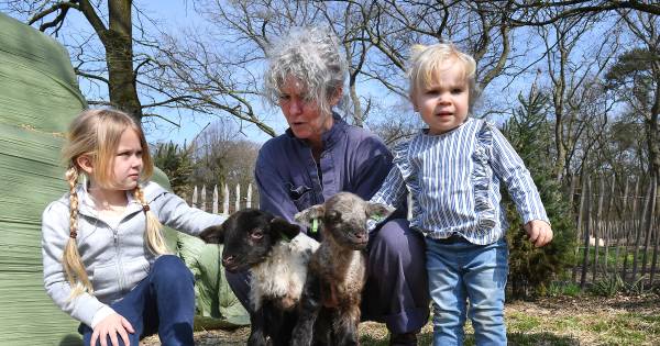 Op en top lente in Mill: Al zestien lammetjes geboren
