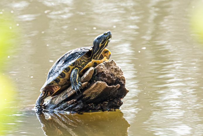 Een lettersierschildpad.