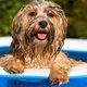 Je kunt nu een zwembadje voor je hond kopen bij deze budgetsupermarkt