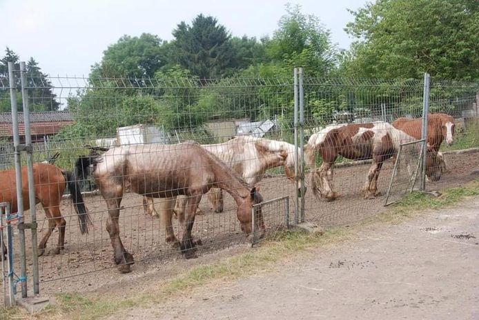 Magere paarden in het zogenaamde dierenasiel in Florennes.