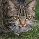 Huiskatten in Canberra krijgen permanent huisarrest: ‘Eén kat doodt gemiddeld 186 wilde dieren op een jaar’