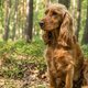 Baasje gezocht van hond die 2000 kilometer van Zwitserland naar Nederland liep