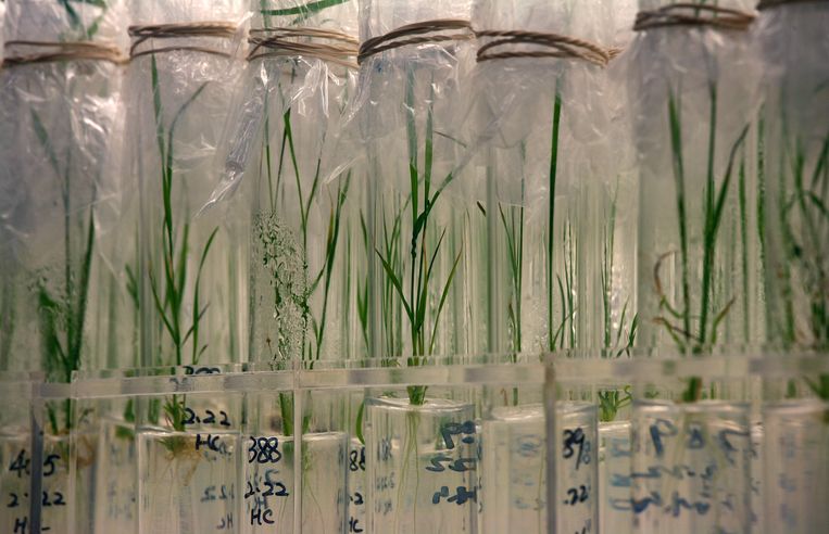Rijstplanten worden genetisch gemodificeerd om een betere oogst te garanderen.  Beeld REUTERS