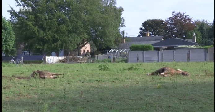 In Meeuwen, deelgemeente van Oudsbergen, zijn zondagnacht twee shetlandpony’s doodgebeten door een wolf