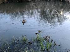 Weer eendenkuikentjes dood in vijver Ootmarsum, vermoeden van vogelgriep