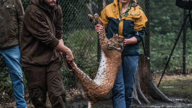 De lynx rukt op (en die jaagt wolven weg): katachtig dier staat aan de grens
