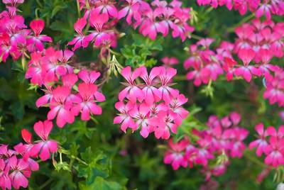 Plantjesdieven teisteren Appeltern: al vijftig geraniums gejat