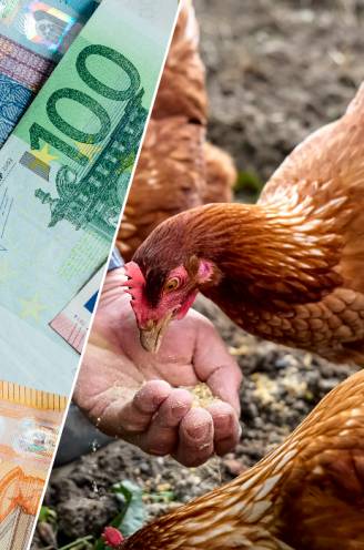 GELDFLATER. Eric begint nooit meer aan kippen in huis: “Voor bijna 1.000 euro hebben we niet eens één vers ei geproefd”