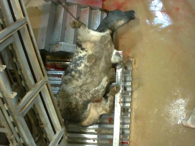 Waarom geen haan meer kraait naar dierenleed: shockeffect undercovervideo's Animal Rights lijkt uitgewerkt