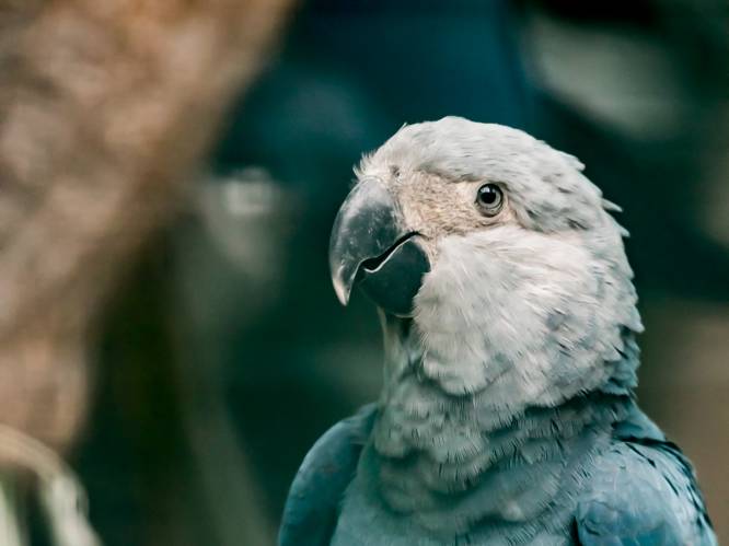 Wereldprimeur: Paira Daiza leert papegaaien overleven in het wild