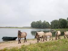 Test geslacht paard bewijst: ook te veel dioxine in grazer bij Grindgat Weurt