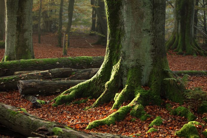 Oude bomen in het nationaal park Reinhardswald
