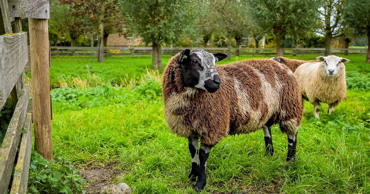 Enschede Sheep Farmers See Relief with Freezing Temperatures and Bluetongue Virus