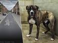 De hond van Bart werd aangevallen door loslopende agressieve stafford in de Jans Mulsstraat in Strombeek-Bever, deelgemeente van Grimbergen. De stafford op deze foto is niet de hond in kwestie.