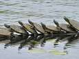 Schildpadden doen de polonaise