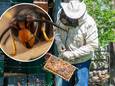 Imker Reinard Olthuis, inzet de Aziatische hoornaar die zijn bijenvolken bedreigt.