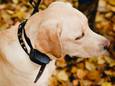 Beeld ter illustratie: hond.