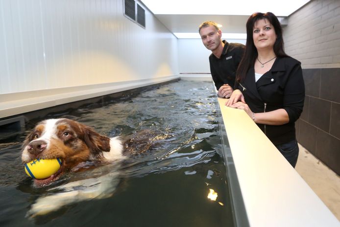 Van streek Leugen Vergemakkelijken Honden trekken baantjes in zwembad | Kuurne | hln.be