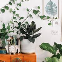 Groene oase als slaapkamer? Deze planten zijn goed voor je nachtrust