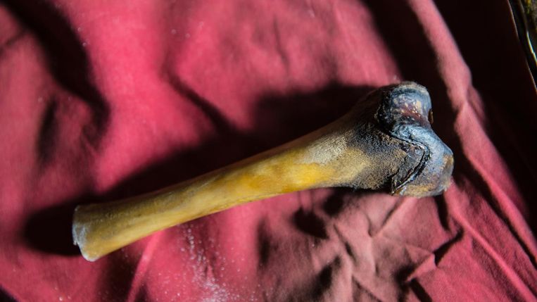 Een dijbeen van een Yeti, afkomstig uit een grot in de Himalaya. Beeld Icon Films Ltd