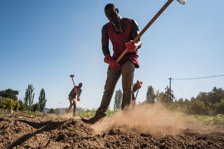 Deng uit Zuid-Soedan werkt met vier andere migranten op de kleine boerderij van Nikos Katsouris en zijn vrouw Katerina op Lesbos. Sinds het begin van de migrantencrisis probeert de familie Katsouris zo de aangekomen vluchtelingen te helpen, op het eiland wordt hun initiatief niet altijd gewaardeerd. Beeld Nicola Zolin