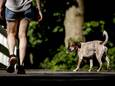 De dierenpolitie waarschuwt hondeneigenaren voor giftige sponzen en tennisballen die in de omgeving van Ulvenhout en Bavel zijn gevonden.