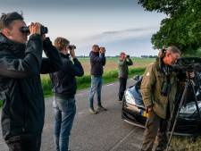 Wolfspotten op de dijk in Vlijmen, ‘Spannend en mooi’