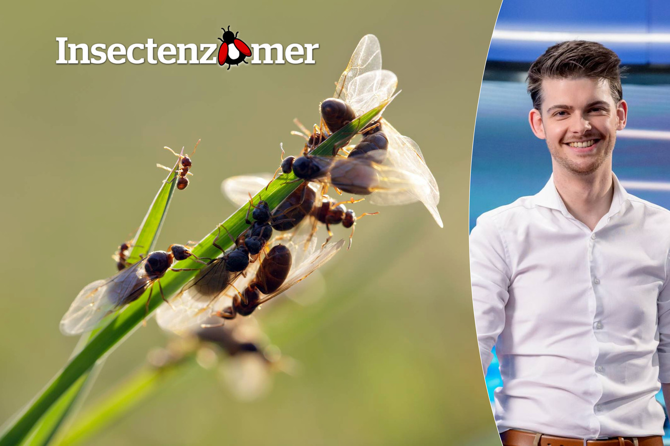 Waar komen al die vliegende mieren vandaan? “Voor de bruidsvlucht komen ze nu massaal uit hun