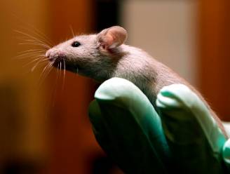 Medische eureka: nieuwe behandeling ontdekt die ontsteking in hersenen beter tegengaat bij muizen