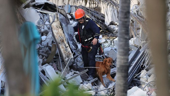 I soccorritori usano cani da fiuto per cercare i sopravvissuti.