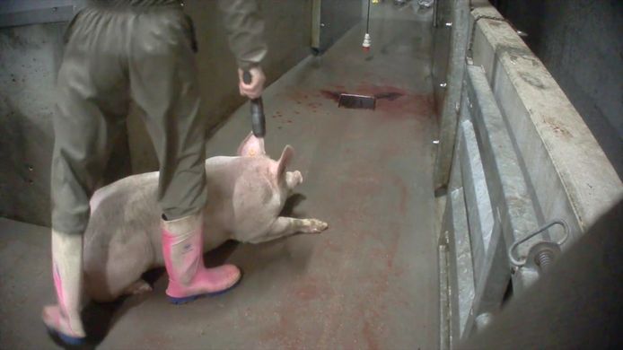Beelden van Animal Rights Watch toonden wantoestanden aan in het slachthuis in Tielt.