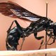 Monsterwesp van 6,5 centimeter ontdekt
