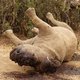 Vondst van acht dode neushoorns op één dag