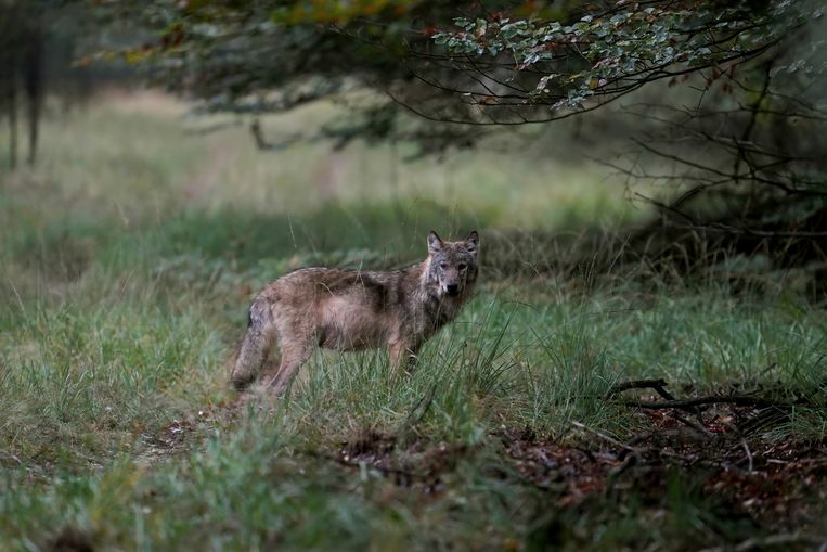 Een wolf op de Veluwe, in 2020 vastgelegd door natuurfotograaf Otto Jelsma. Beeld ANP /  ANP