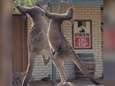 Une bagarre entre deux kangourous filmée devant un bar<br>